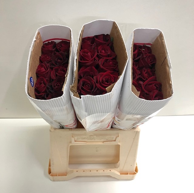 Rosa gr ever red SB.jpg